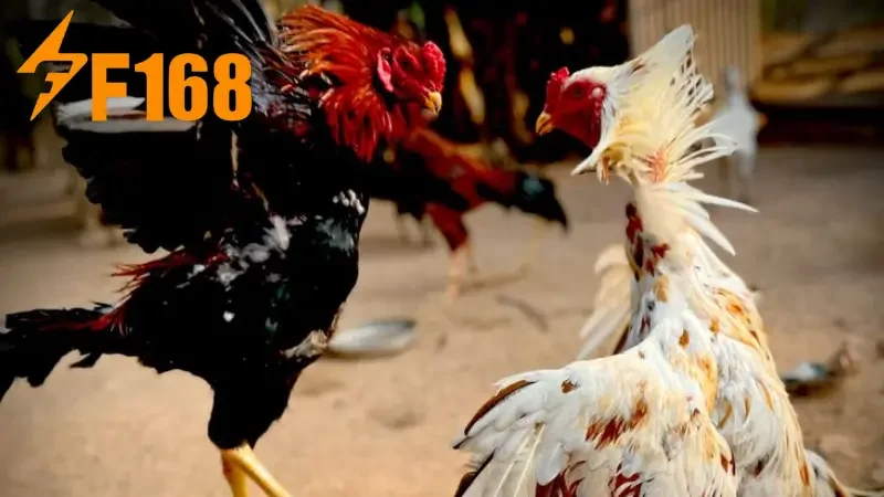 Đá gà F168 cung cấp các trận đấu tại những trường gà đa dạng