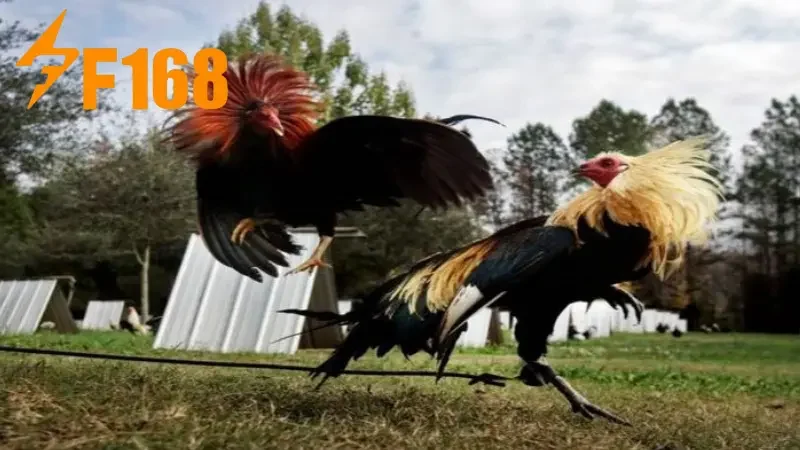 Những hình thức cược đa dạng tại F168